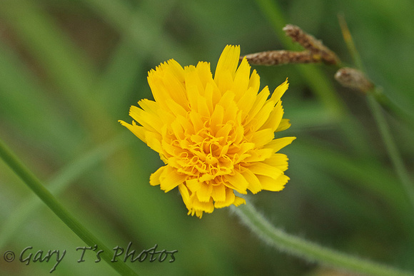 Flower Species-Yellow I