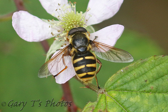 Hoverfly Species-G