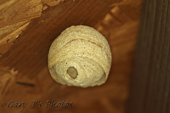 Wasp Species-Nest