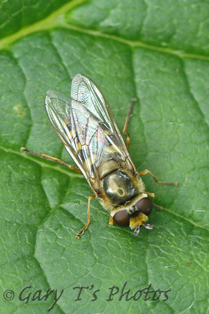 Hoverfly Species-D3