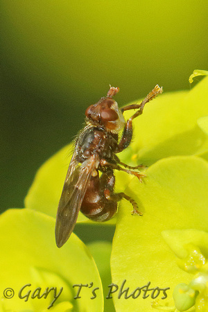 Hoverfly Species-V