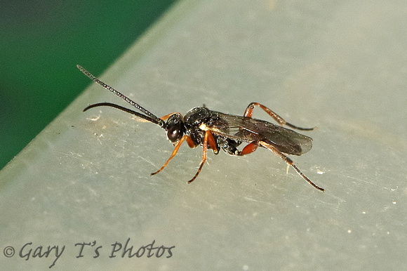 Wasp Species (Ichneumoninae)-C