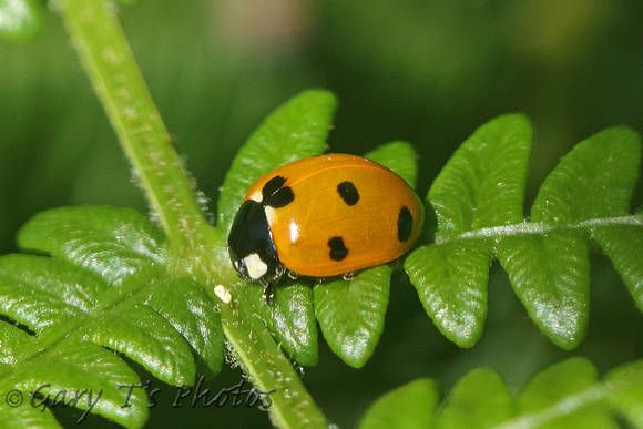 Ladybird Species-F