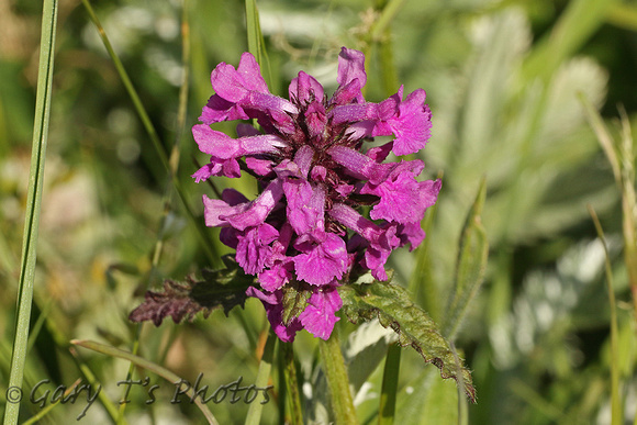 Flower Species-Purple A