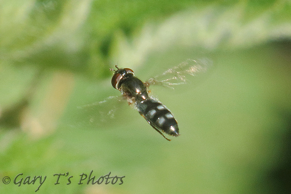 Hoverfly Species-G2