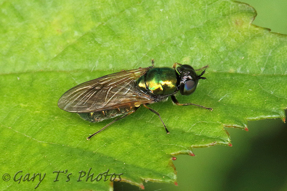 Hoverfly Species-K