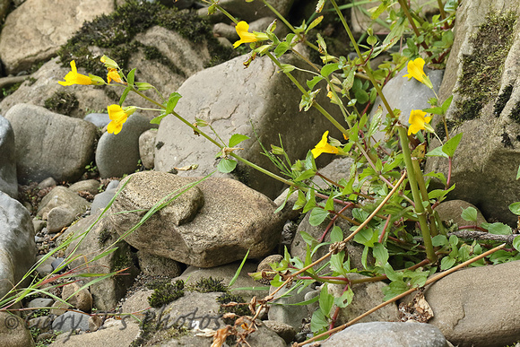 Flower Species-Yellow J