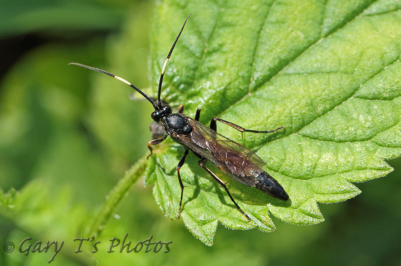 Wasp Species (Ichneumoninae)-D