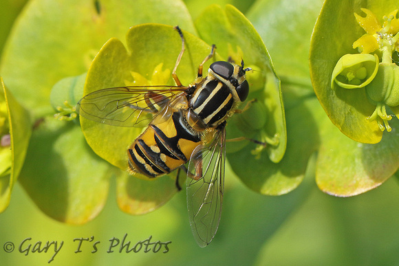 Hoverfly Species-L2