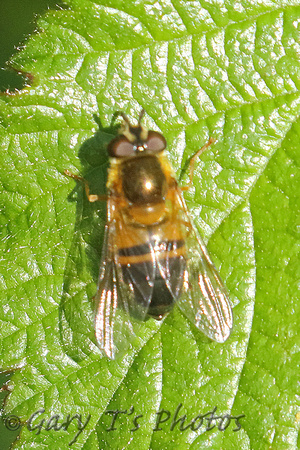 Hoverfly Species-D2