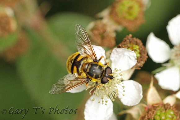 Hoverfly Species-E