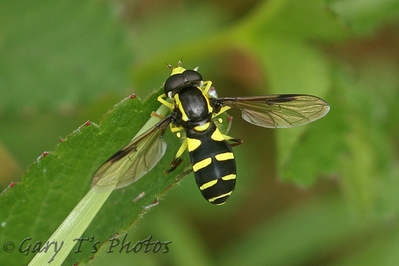 Hoverfly Species-P2
