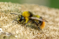Bee Species-E
