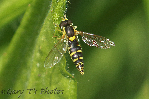 Hoverfly Species-O2