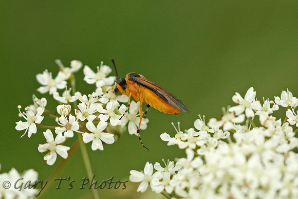Sawfly Species-B