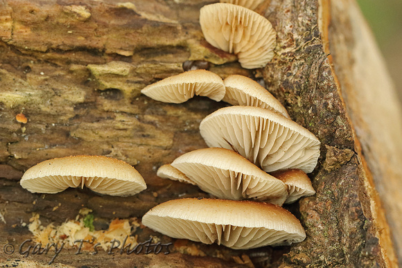 Fungi Species-Q