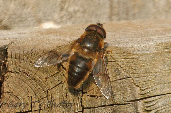 Hoverfly Species-M