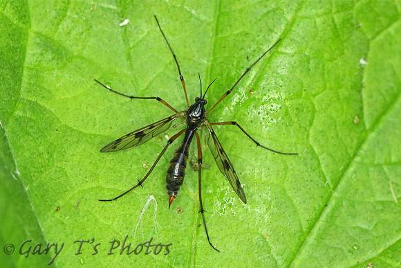 Cranefly Species-B (Ptychoptera sp.?)
