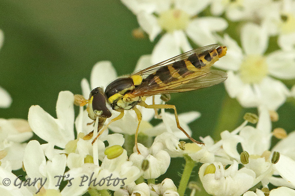 Hoverfly Species-W2