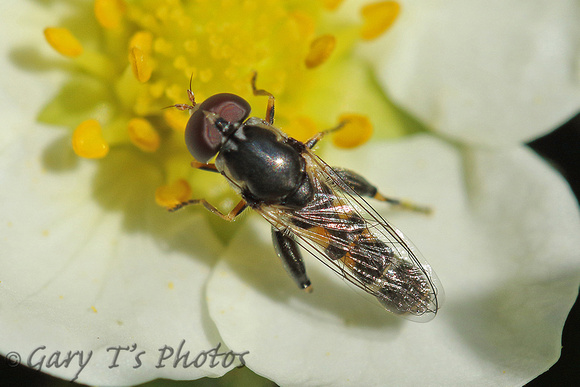 Hoverfly Species-K2