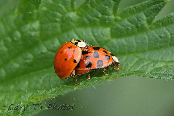 Ladybird Species-A