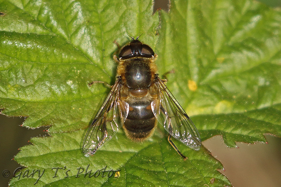 Hoverfly Species-C