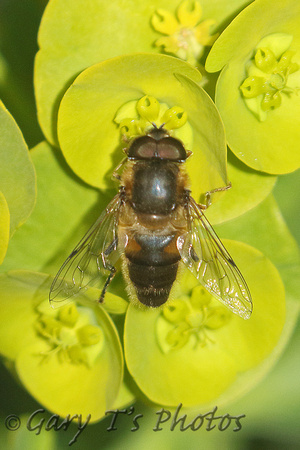 Hoverfly Species-Q