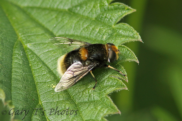 Hoverfly Species-S3