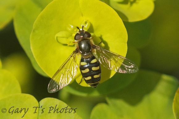 Hoverfly Species-R
