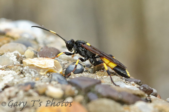 Wasp Species (Ichneumoninae)-A