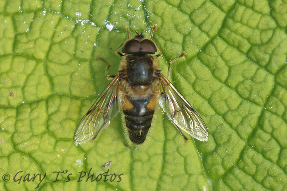 Hoverfly Species-B