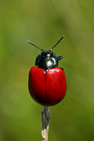 Beetle Species-D