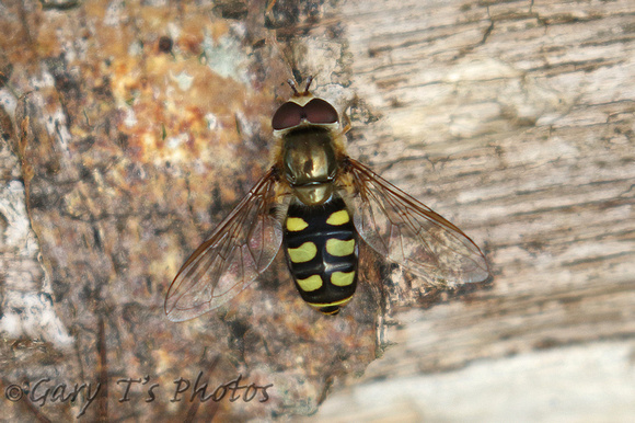 Hoverfly Species-D
