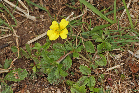 Flower Species-Yellow G