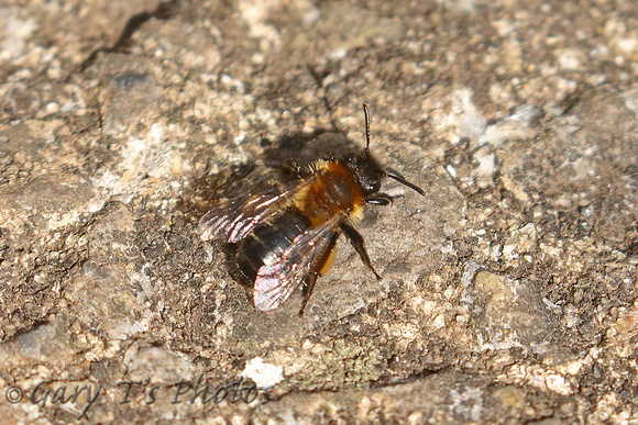 Mining Bee Species-J