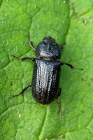 Beetle Species-A