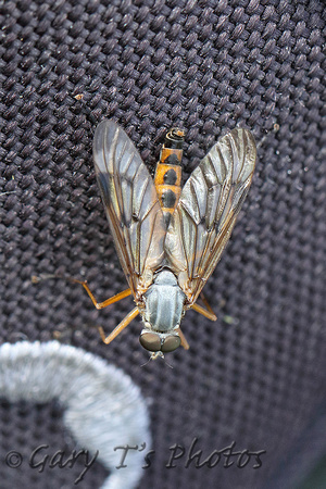 Fly Species-D