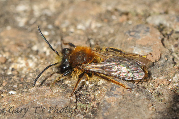 Mining Bee Species-O