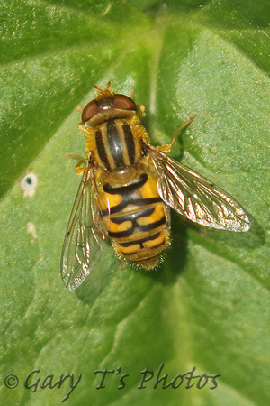 Hoverfly Species-Q2