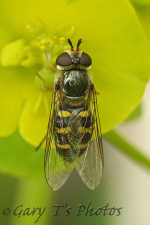 Hoverfly Species-C3