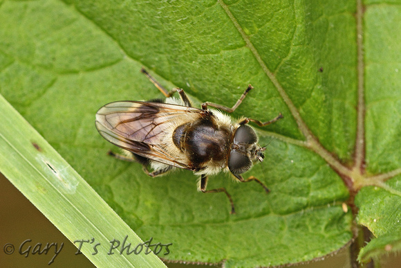 Hoverfly Species-G3