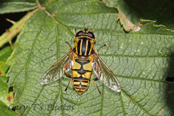 Hoverfly Species-J3