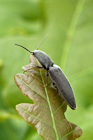 Beetle Species-B