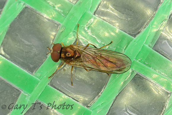 Hoverfly Species-C2