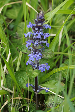 Flower Species-Blue F