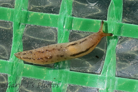 Slug Species-A