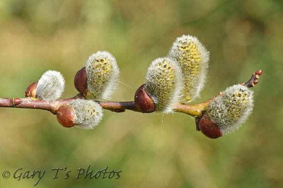 Tree - Willow Species-Catkins
