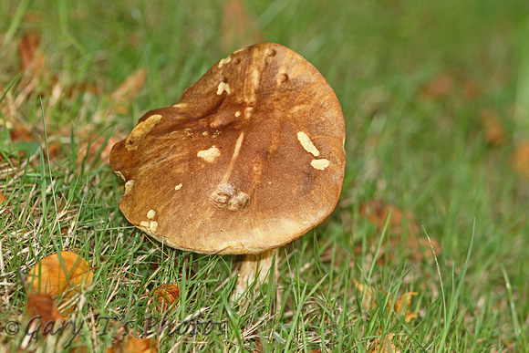 Fungi Species-E