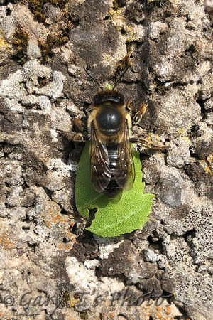 Leafcutter Bee Species-B