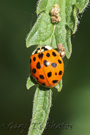 Ladybird Species-B